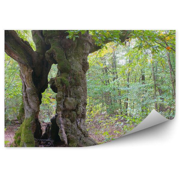 Fototapeta Stromy príroda vegetácia zelené listy