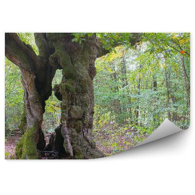 Fototapeta Stromy príroda vegetácia zelené listy