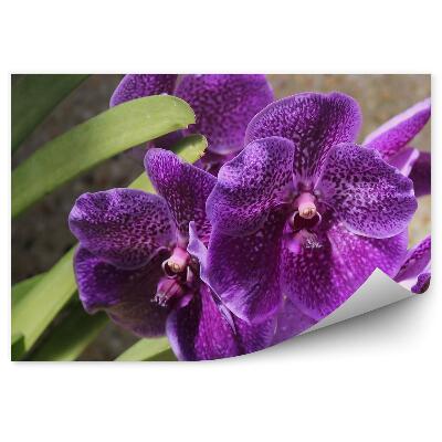 Fototapeta na stenu Fialová Orchidea
