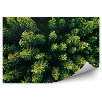 Fototapeta na stenu Zelené vianočné stromčeky letecký pohľad les