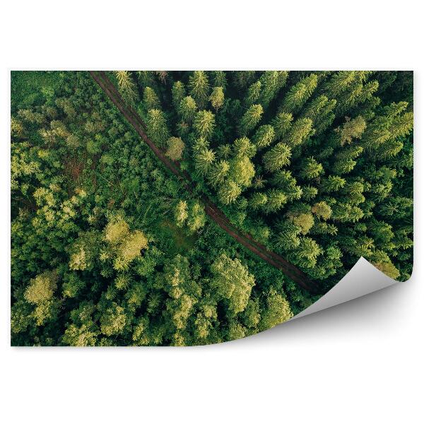 Fototapeta Zelené stromy pohľad z vtáčej perspektívy