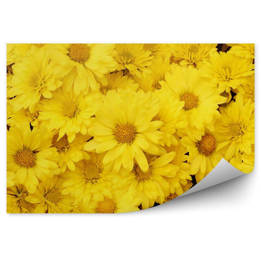 Fototapeta Púpavy Na Pozadí