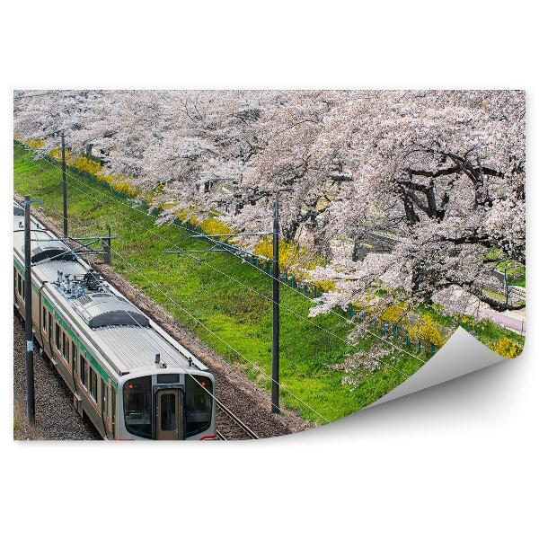 Fototapeta na stenu Vlakové Trate Japonsko Čerešňové Kvety Príroda