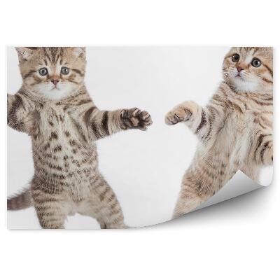 Fototapeta Dve malé mačky tancujú biele pozadie