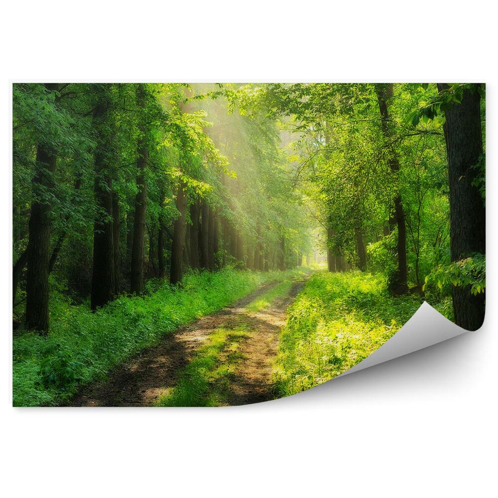 Fototapeta Zelená lesná cesta