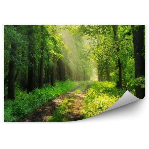 Fototapeta Zelená lesná cesta