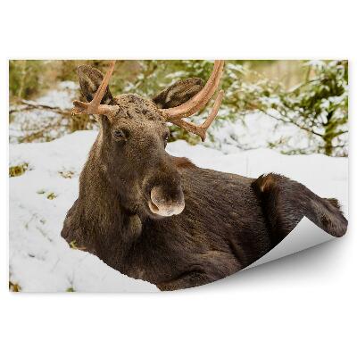 Fototapeta na stenu Los na snehu