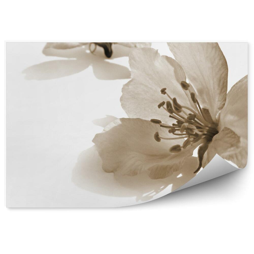 Fototapeta na stenu Jabloňový Kvet Biele Pozadie Retro Štýl