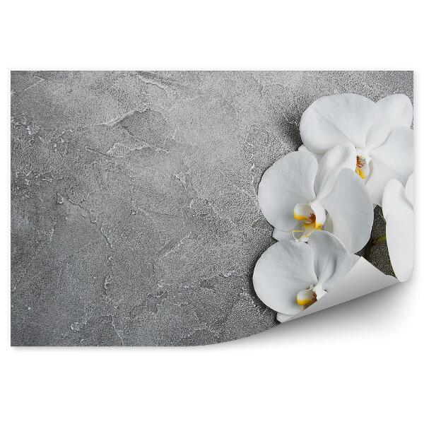Fototapeta na stenu Betónová Biela Orchidea