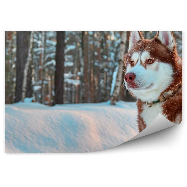 Fototapeta Sibírsky husky červená srsť zimný sneh les