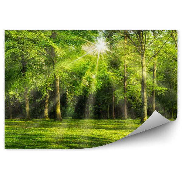 Fototapeta Zelený les pri západe slnka
