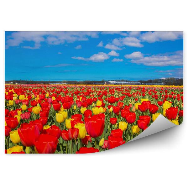 Fototapeta Pole Tulipánov Obloha Mraky Budovy Kvety