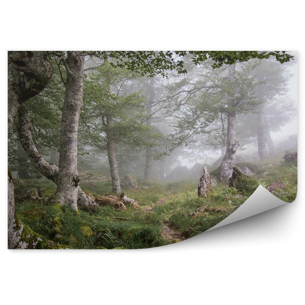 Fototapeta na stenu Trávnatá lesná hmla