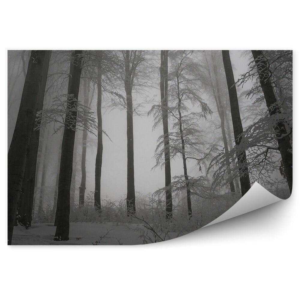 Fototapeta na stenu Zimný les