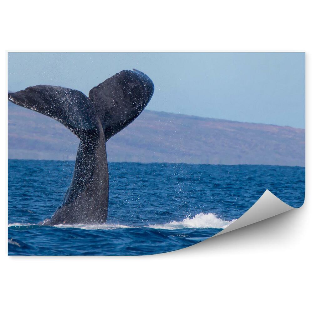 Fototapeta Humbaka chvost oceán Havaj