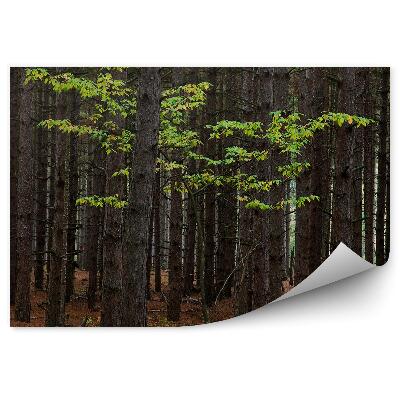 Fototapeta na stenu Javorový les stromy