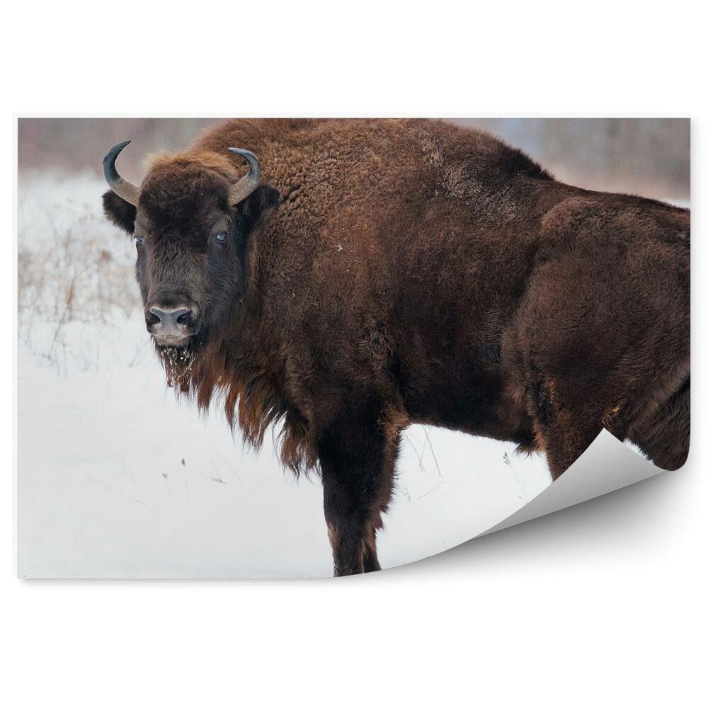 Fototapeta na stenu Zubor európsky na snehu