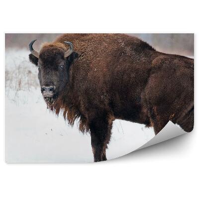 Fototapeta na stenu Zubor európsky na snehu