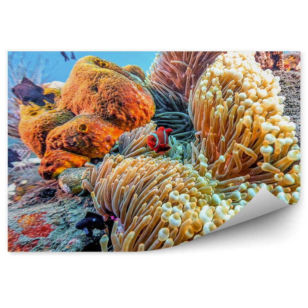 Fototapeta Zvieratá podmorského sveta útesu