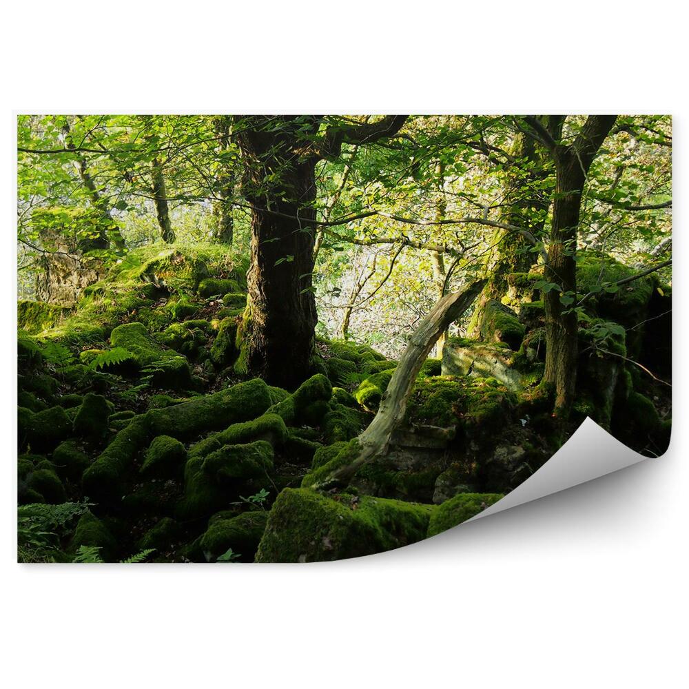 Fototapeta Listnatý les mach skaly