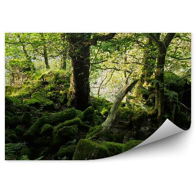 Fototapeta Listnatý les mach skaly