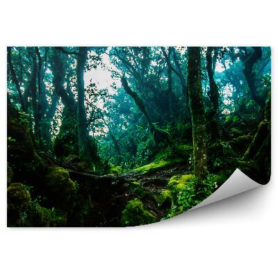 Fototapeta na stenu Džungľa cesta hustá zelená stromy