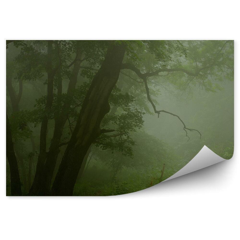 Fototapeta Hmlistý les