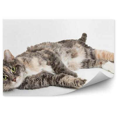 Fototapeta na stenu Mačka leží na boku zelené oči odpočíva biele pozadie