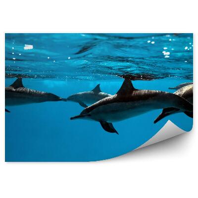 Fototapeta na stenu Delfíny pod vodou
