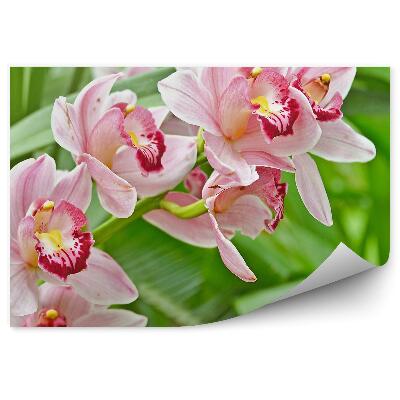 Fototapeta Ružové Listy Orchidey