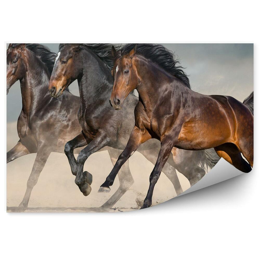 Fototapeta Divoké tmavé kone púštny piesočný prach