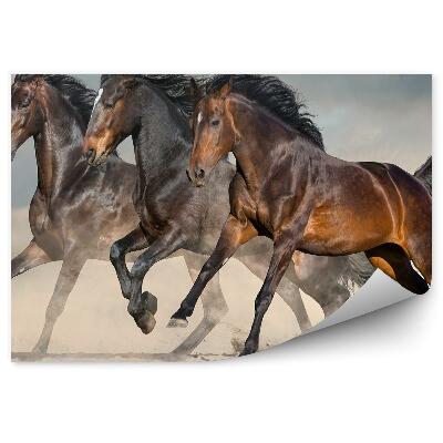 Fototapeta Divoké tmavé kone púštny piesočný prach