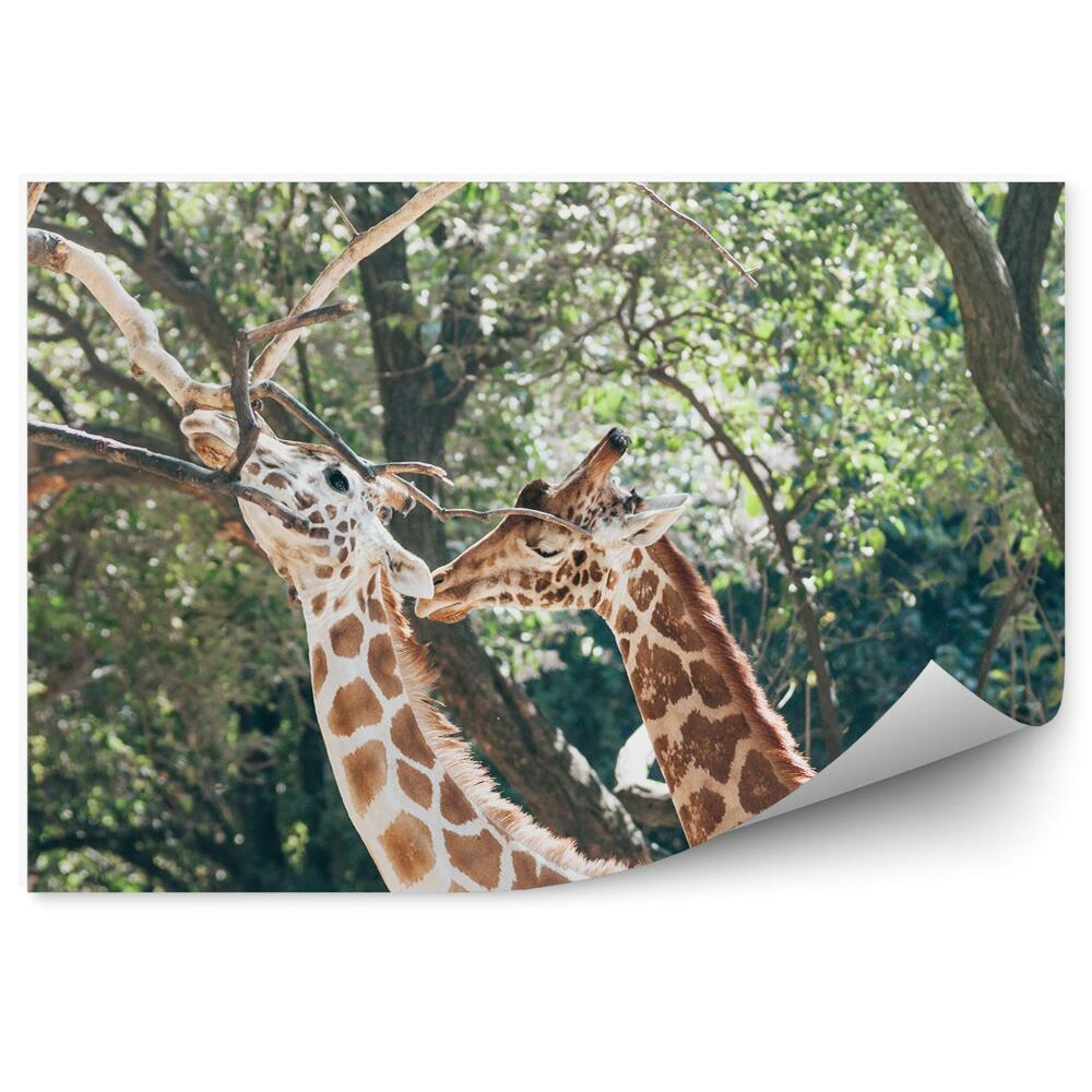 Fototapeta na stenu Dve žirafy na pozadí stromov
