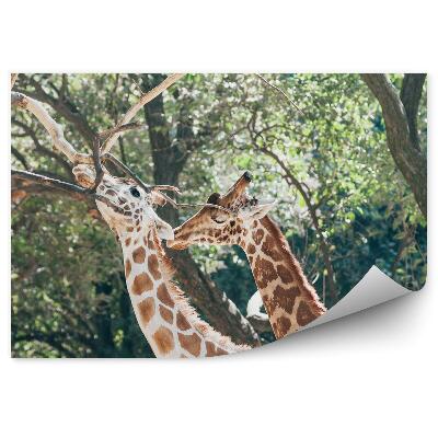 Fototapeta na stenu Dve žirafy na pozadí stromov