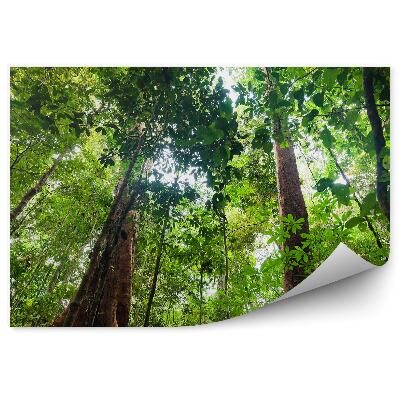 Fototapeta Bujná vegetácia podrast džungle perspektíva