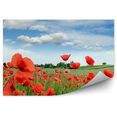 Fototapeta na stenu Letné kvety maky zelená modrá obloha