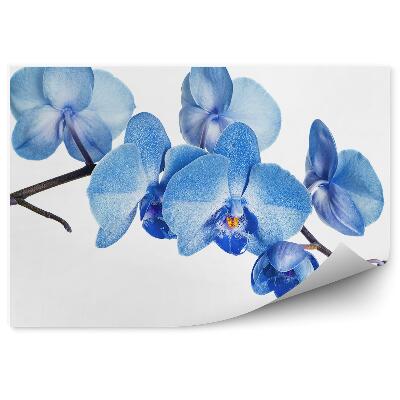 Fototapeta Modrá Orchidea