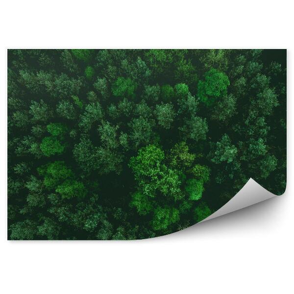 Fototapeta na stenu Intenzívne zelený vianočný stromček pohľad zhora