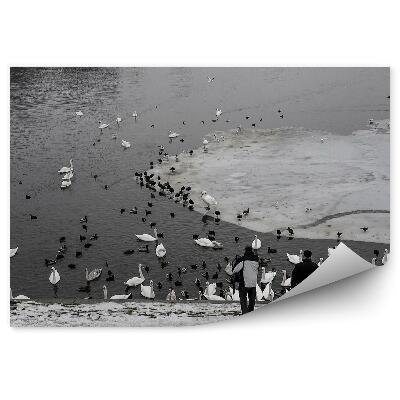 Fototapeta na stenu Húf labutí kŕmený ľuďmi