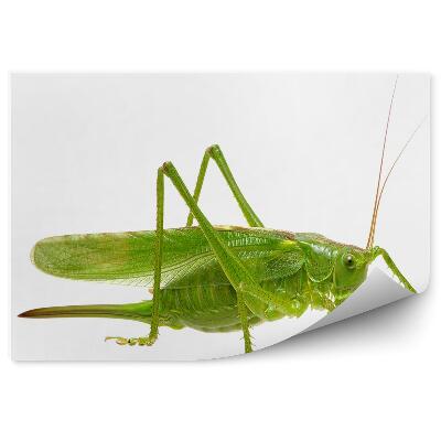 Fototapeta na stenu Zelená kobylka zviera