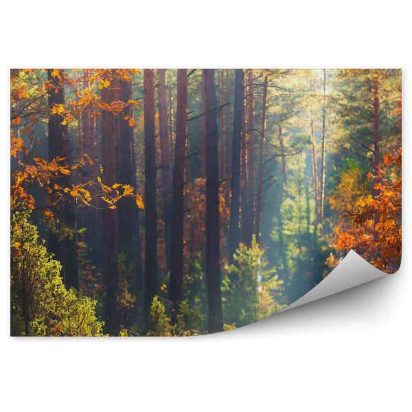 Fototapeta Stromy oranžové listy cesta príroda jeseň