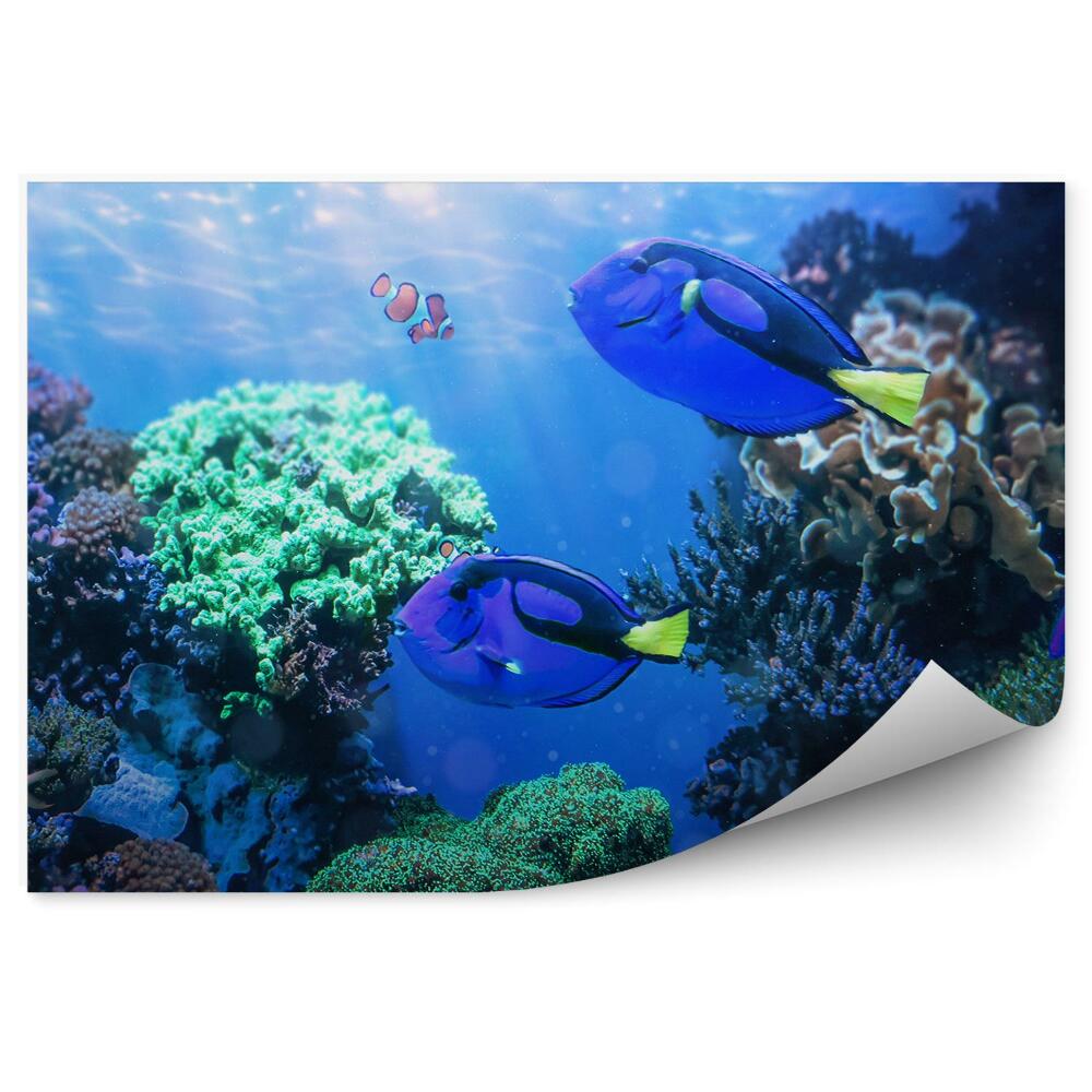 Fototapeta Chirurgická ryba na koralovom útese