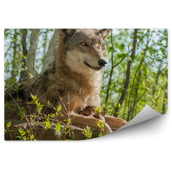 Fototapeta Vlčica les zelené stromy skala