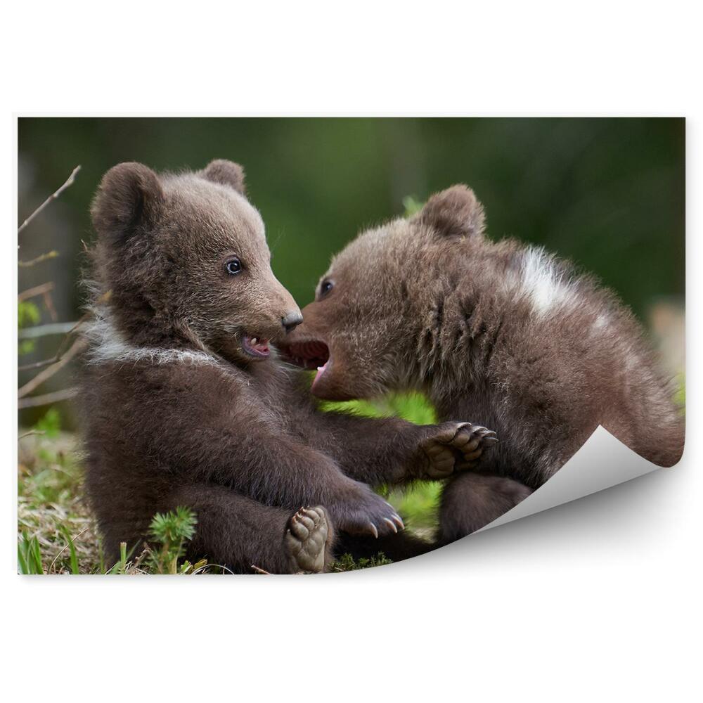 Fototapeta Medvede v lese