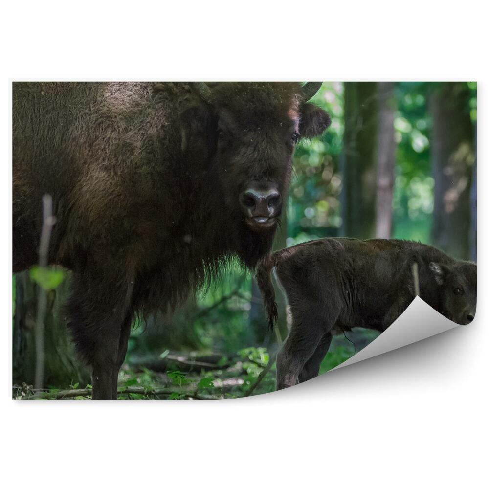 Fototapeta Zubor s mláďaťom medzi stromami