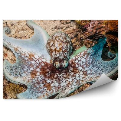 Fototapeta na stenu Karibik chobotnica koralový útes