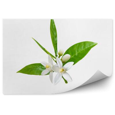 Fototapeta Dva Biele Kvety