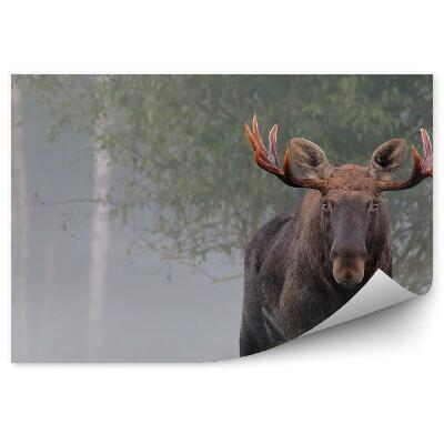 Fototapeta Losí samec v jesennej hmle