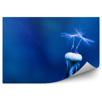 Fototapeta na stenu Semená Dymnivky