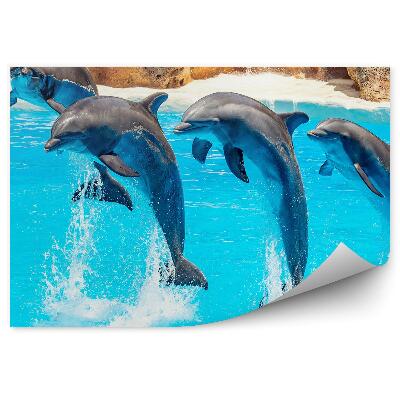 Fototapeta na stenu Akrobacia delfínov